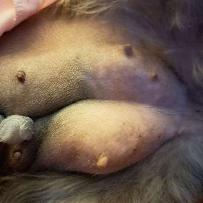 Scheinschwanger nach Kastration-Beitrag-Bild