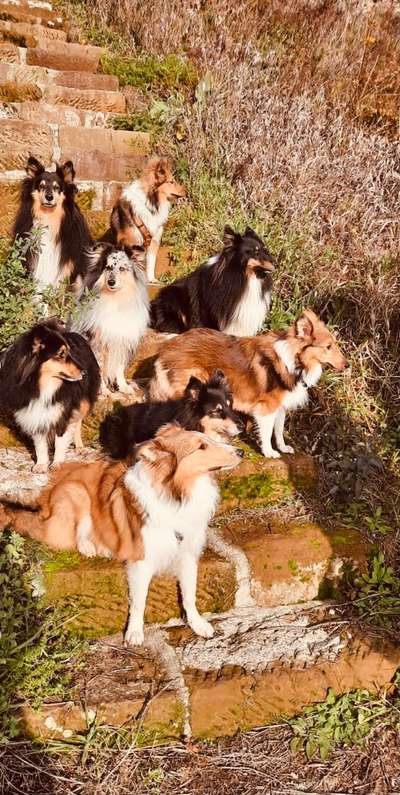 Dogorama Photo Challenge - Die besten Hundebuddys-Beitrag-Bild