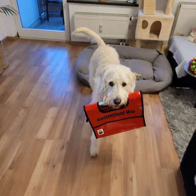 Hundetreffen-Social Walk/Hundebegegnungen-Bild