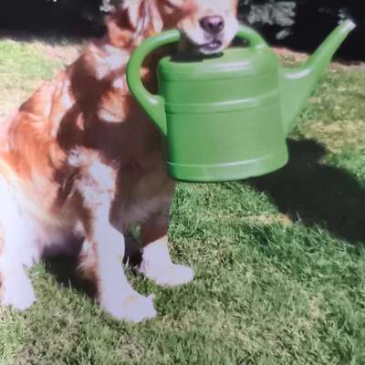 Hund ist eifersüchtig auf Menschen?-Beitrag-Bild