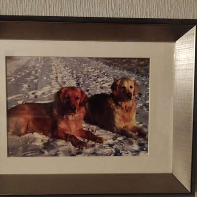 Zweiter Hund JA/Nein-Beitrag-Bild
