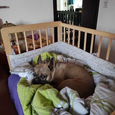 ❗️SUCHE DRINGEND …❗️-Beitrag-Bild