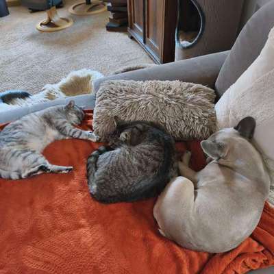 Hund und Katze zusammenführen-Beitrag-Bild