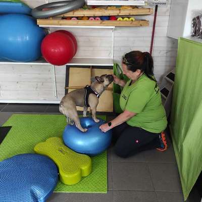 Muskelabbau bei altem Hund-Beitrag-Bild