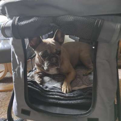 Beißvorfall & Unsicherheit vor nächstem Treffen-Beitrag-Bild