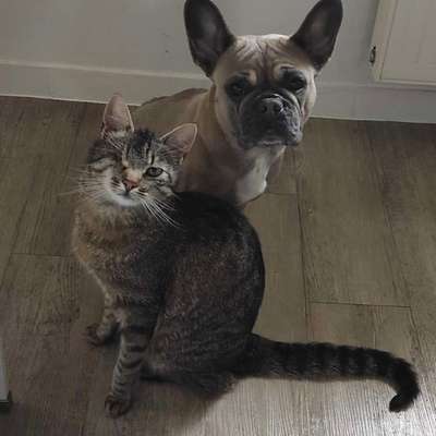 Mehr Aufmerksamkeit beim Spaziergang-Beitrag-Bild