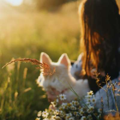 Hundeschulen-SILVA SENSE-Bild