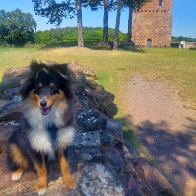 Hundetreffen-Gassipartner gesucht-Bild