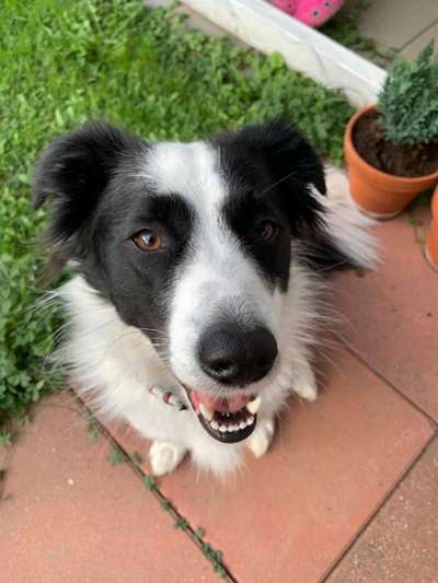 eure Spitznamen für die Vierbeiner-Beitrag-Bild