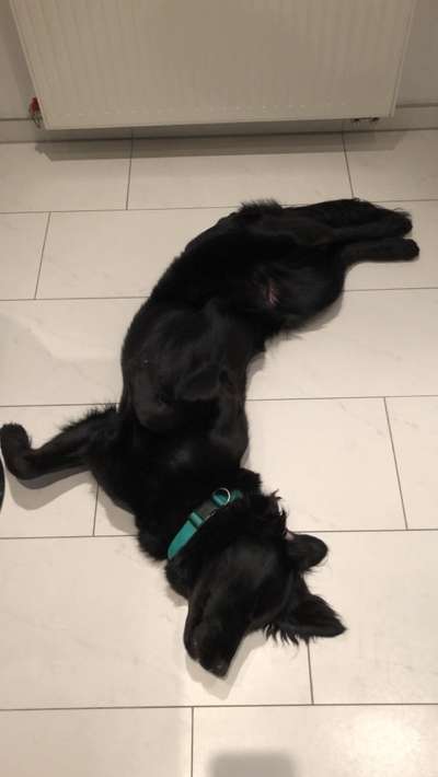 Dogorama Photo Challenge - Tricks, Tricks & Tricks!-Beitrag-Bild