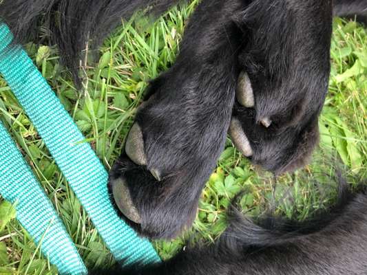 Zeigt mir die tollste Nahaufnahme von eurer Fellnase-Beitrag-Bild