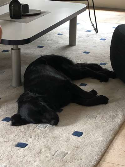 Buddy 10 wochen alter labrador-Beitrag-Bild