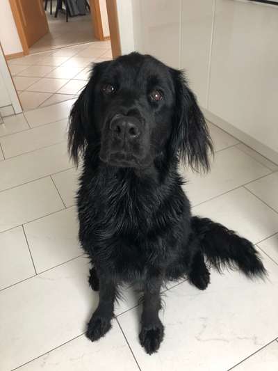 Labradorfans-Beitrag-Bild