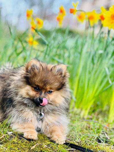 Dogorama Photo Challenge - Gassipause-Beitrag-Bild