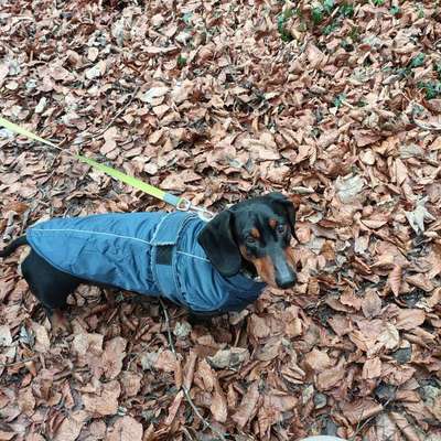 aktuelles Foto Gruppe Dackel