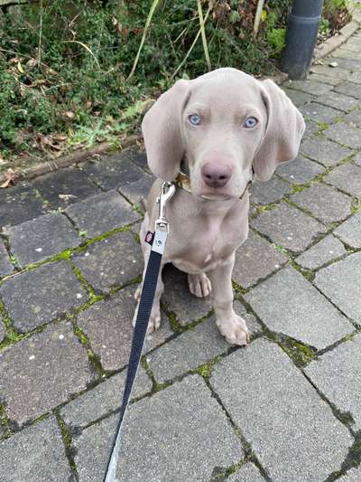 Welpen Bilder !-Beitrag-Bild