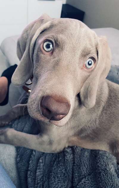 Weimaraner-Beitrag-Bild