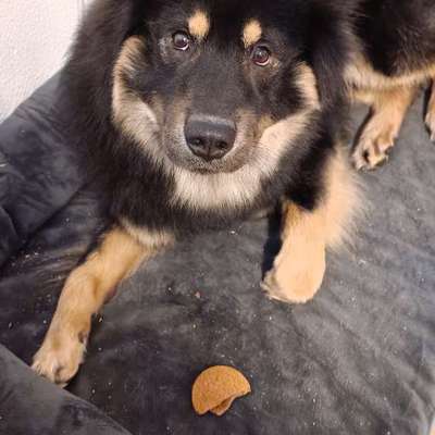 Hundetreffen-Gassi & Spielen-Bild