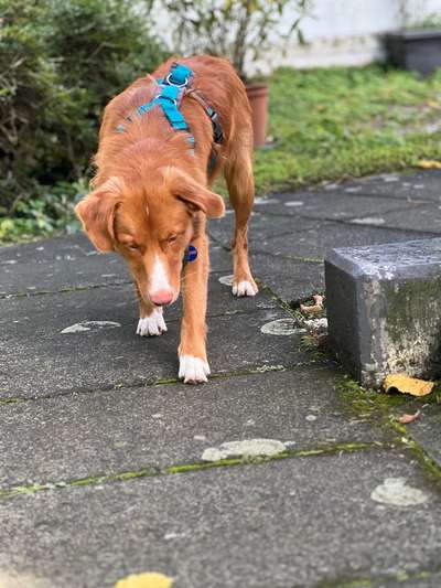 Hundetreffen-Social Walk-Bild