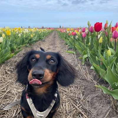 Hundetreffen-Dackel sucht Partner in Crime-Bild