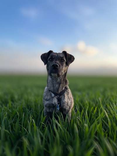 Die Dogorama Monats Challenge "Es grünt und blüht"-Beitrag-Bild