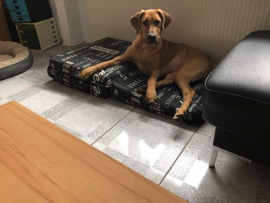 Seltene Rassen!-Beitrag-Bild