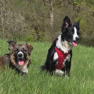 Hundetreffen-Treffen mit 2 Border Collies-Bild