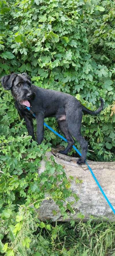 Wo sind die Riesenschnauzer?-Beitrag-Bild