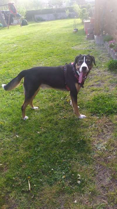 Hundetreffen-Einfach Mal ne Runde Gassi gehen-Bild