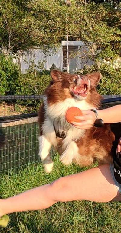 Dogorama Photo Challenge - Spielgesicht-Beitrag-Bild