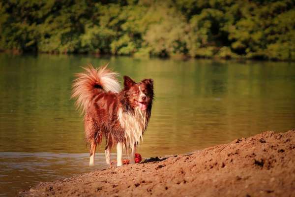Dogorama-Monats-Challenge-Mai "Wasser"-Beitrag-Bild
