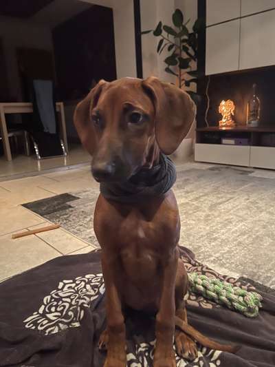 Rhodesian Ridgeback-Beitrag-Bild