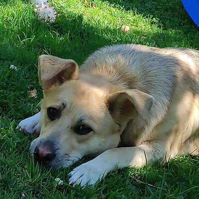 Hundetreffen-Buddies gesucht zum spielen toben und Gassi gehn