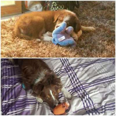 Welpen Bilder !-Beitrag-Bild