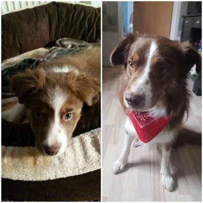 Welpen Bilder !-Beitrag-Bild