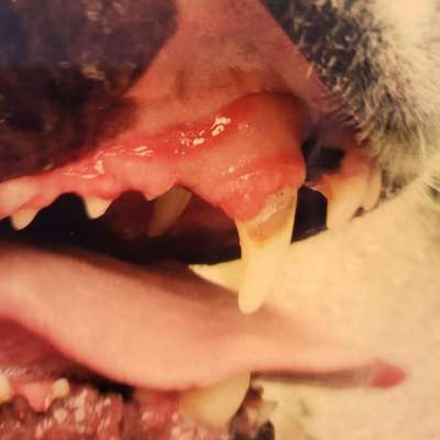 Zahnpflege-Beitrag-Bild