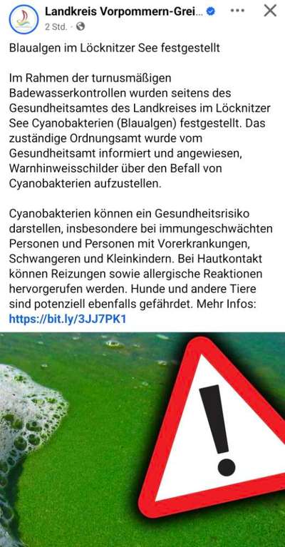 Giftköder-Blaualgen Cyanobakterien-Bild