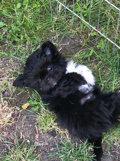 Welpen Bilder !-Beitrag-Bild