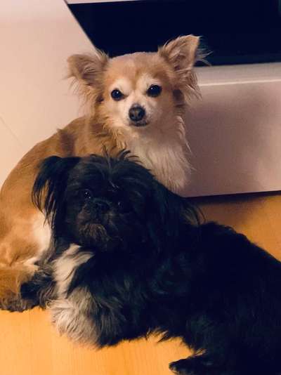 Bester Freund, Hundekumpel - zeigt her!-Beitrag-Bild