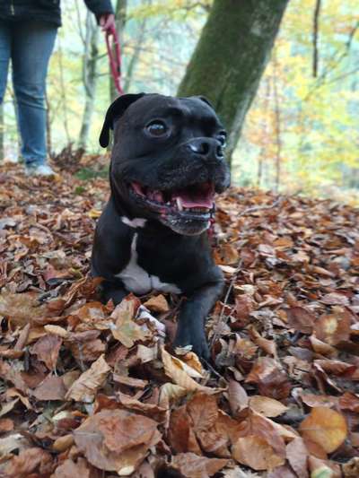 Hundetreffen-Suche ein Gassi/Spielgefährten für ein Boxer Mix rüden-Bild