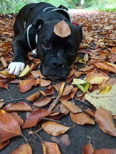 Die besten Hundeblicke 🐾❤️-Beitrag-Bild