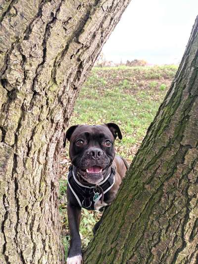 Zeigt mir die tollste Nahaufnahme von eurer Fellnase-Beitrag-Bild