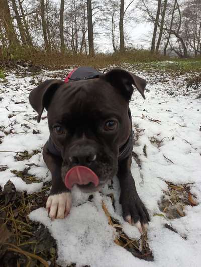 Fotochallenge Nr. 59 - Mein Hund zeigt die Zunge-Beitrag-Bild