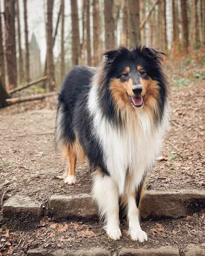 Seltene Rassen!-Beitrag-Bild