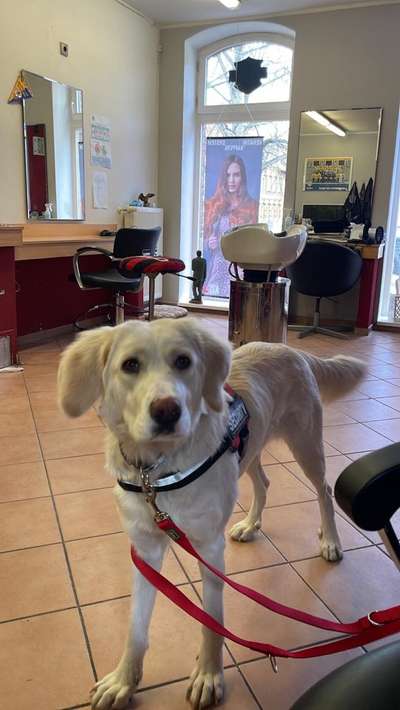 Auslandstierschutz-Beitrag-Bild