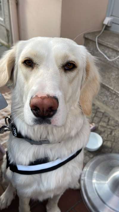 Auslandstierschutz-Beitrag-Bild