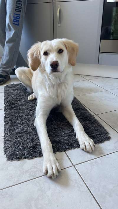 Auslandstierschutz-Beitrag-Bild