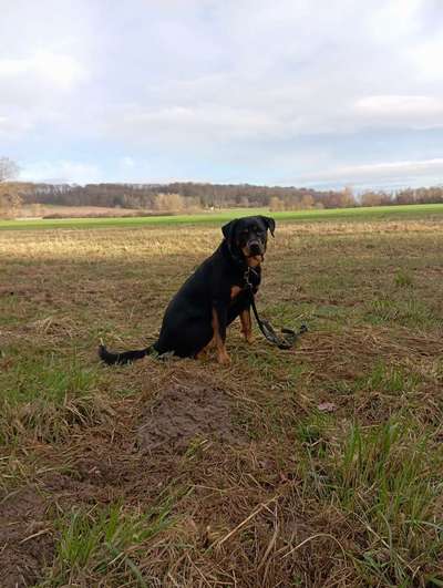 Hundetreffen-Gemeinsam spazieren gehen vorerst angeleint-Bild