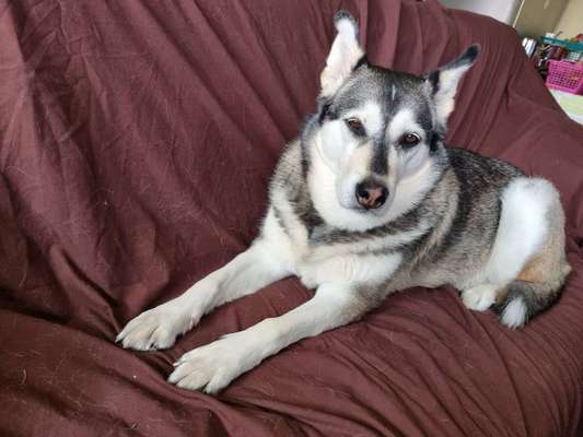 Nordische Hunde-Beitrag-Bild