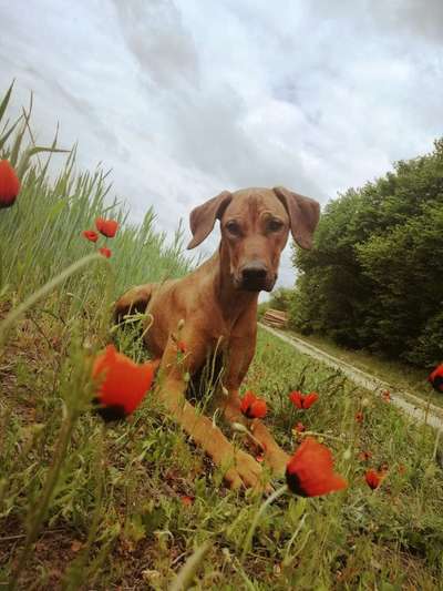 Hundetreffen-Hunderunde-Bild